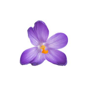 sastojci-1-safran-crocus-sativus