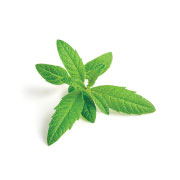 sastojci-5-citronovac-lippia-citriodora